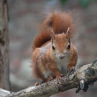 Red Squirrel